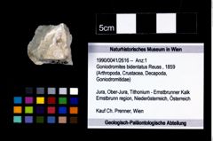 Foto (Objekt + Etikett) von Goniodromites bidentatus (Reuss, 1859)  (NHMW-GEO-1990-0041-2616)